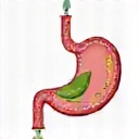 Verdauungsgesundheit Icon
